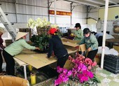 Cảnh báo hoa lan Trung Quốc đội lốt hoa Đà Lạt