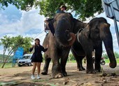 Chi tiền hỗ trợ chủ voi, tiến đến bỏ du lịch cưỡi voi