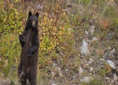 VIDEO: Tay không chiến đấu với gấu xông vào nhà 