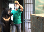 4 cá thể gấu cuối cùng ở Rạp xiếc Trung ương được cứu hộ 