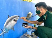 Đảo Phú Quý vẽ tranh bích họa trên kè biển kêu gọi bảo vệ sinh vật biển nguy cấp