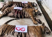 Sau khi 'giải cứu' 17 con hổ trong nhà dân ở Nghệ An thì 8 con đã chết