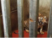 Bắt tạm giam 1 bị can trong vụ nuôi nhốt 17 con hổ dưới hầm