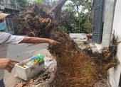 Xe tải va kéo đổ cây bàng, đè trúng đường dây điện ở Tân Phú