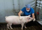 Lai tạo giống lợn mới để lấy tim cấy ghép cho người