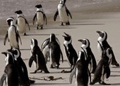 Đàn chim cánh cụt có nguy cơ bị tuyệt chủng ở Nam Phi bị bầy ong giết chết