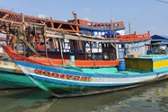 Gia đình ngư dân Huỳnh Thị Phượng ở cửa biển Đá Bạc, tỉnh Cà Mau phải đóng chiếc “cu mồi” có giá 600 triệu đồng để giữ vỏ ốc bẫy mực.