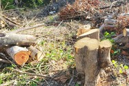 Phát hiện vụ phá rừng quy mô lớn ở Gia Lai
