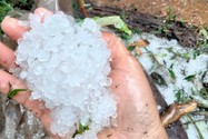 Quảng Nam: Mưa đá phá hỏng nhiều vườn Sâm Ngọc Linh