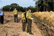 Bắt quả tang nhóm phá rừng quốc gia ở Phú Quốc