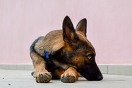 Nghiên cứu cho thấy chó có thể "rơi nước mắt" khi đoàn tụ với chủ. Ảnh RT