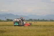 Đang thu hoạch lúa, 1 thanh niên bị sét đánh
