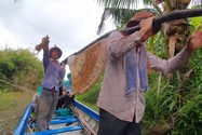 Toàn cảnh thợ rừng lấy và di chuyển tổ ong gác kèo ‘khủng’ ở Cà Mau