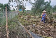 Công an huyện ghi nhận hiện trường vụ nhóm người ngang nhiên chặt cây ở Cà Mau