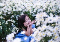 Vườn cúc họa mi 10.000 cây hút hồn giới trẻ Đà Nẵng