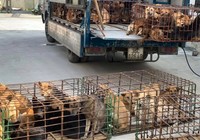 Công an thông báo người dân nào bị mất chó đến nhận về