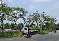 Báo sự cố cây xanh mùa mưa: Gọi 1022