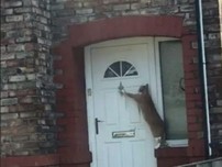 Lạ đời chú mèo biết gõ cửa trước khi vào nhà