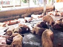 Thịt heo có chất tạo nạc và những hiểm họa khôn lường