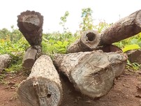 Video: Khám nghiệm hiện trường, điều tra vụ khai thác gỗ trái phép ở Đắk Lắk