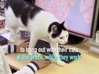 Nhân viên mang mèo đến văn phòng để... đỡ căng thẳng