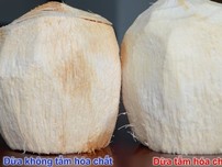 Cách phát hiện dừa bị “tắm trắng“
