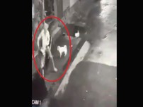 2 chú chó siêu cute, rượt tên trộm chạy té khói