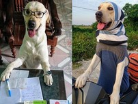 Dân mạng 'phát sốt' với chú chó hiểu được tiếng người