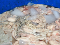 Hãi hùng cảnh ‘hô biến’ lòng heo thối thành tươi mới