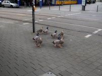 Những chú vịt 'am hiểu' luật giao thông