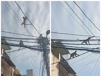 Video: Đàn khỉ đại náo phố phường ở quận 12