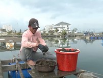 Video: Ngư dân Đà Nẵng kiếm tiền triệu từ nghề nuôi ‘bờm bợp’
