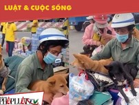 Đúng, sai chuyện Cà Mau tiêu hủy 13 chú chó theo chủ về quê