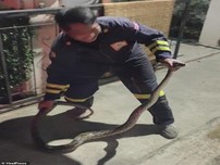 Video: Phát hiện trăn dài 2,4 m dưới bồn cầu