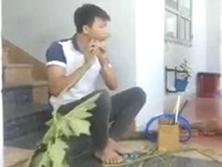 Despacito phiên bản... 'lá đu đủ'