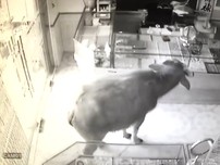 Clip: Trâu húc người, quậy phá tiệm vàng ở TP Thái Nguyên