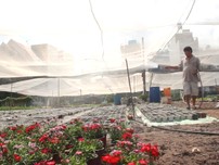 Sau bão số 9, các nhà vườn ở TP.HCM khẩn trương trồng hoa Tết