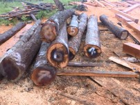 Đắk Lắk cảnh báo tình trạng phá rừng trong mùa khô