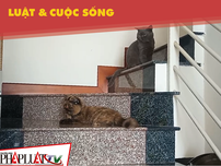 Vẫn nóng chuyện nuôi chó, mèo trong chung cư 