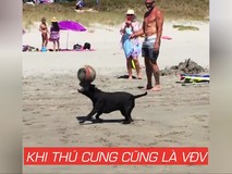 Khi thú cưng cũng là vận động viên