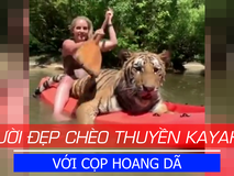 Người đẹp chèo Kayak với cọp hoang dã