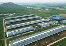 Vinamilk: 12 trang trại bò sữa sẽ sử dụng năng lượng mặt trời