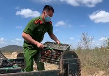 Vieo: Tiêu hủy gần 2,5 tấn hoa quả không rõ nguồn gốc xuất xứ