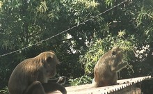 Video: Vây bắt đàn khỉ ‘đại náo’ khu dân cư bằng cách nào?