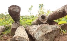 Video: Khám nghiệm hiện trường, điều tra vụ khai thác gỗ trái phép ở Đắk Lắk