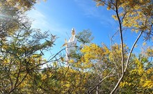 Chùa Bình Nhơn tuyệt đẹp mùa tết