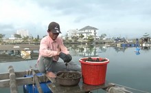 Video: Ngư dân Đà Nẵng kiếm tiền triệu từ nghề nuôi ‘bờm bợp’