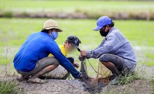 Video: Theo chân xóm trọ nghèo ở TP.HCM ra đồng bắt cá, trang trải mùa dịch 