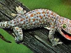 Săn tắc kè