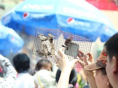 Tận diệt chim sẻ mùa Vu lan